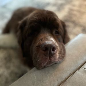 Meet your Posher, Casey